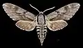 Sphinx pinastri ♂