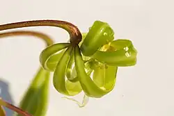 Owoc po wyrzuceniu nasion