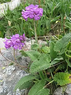 Stachys macrantha