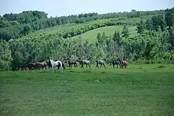 „Stajnia Wylągi”