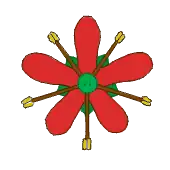 Pręciki (brązowe) nadległe działkom kielicha (zielone)