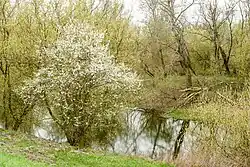 Stara Wisła ze stoku Wału Miedzeszyńskiego, po drugiej stronie Kępa Wieloryb