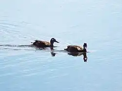 Zdjęcie. Para kaczek z białymi obwódkami oczu płynąca po spokojnej wodzie