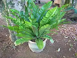 W uprawie doniczkowej