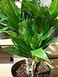 Dracena wonna