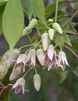 Kwiaty S. hexaphylla