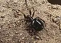 Steatoda erigoniformis