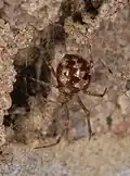 Steatoda triangulosa