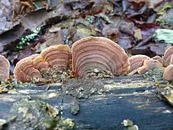 Skórnik wielobarwny