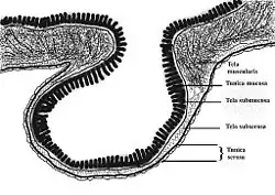 Widok uchyłka jelita grubego. Obraz na podstawie preparatu mikroskopowego 40x powiększenie.