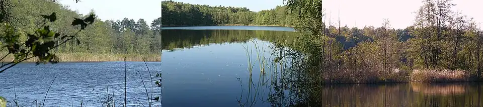 Stawy Strzeszyńskie. Od lewej: I, II i fragment środkowego od strony II (za trzcinowiskiem)