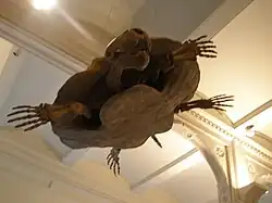 Stupendemys geographicus