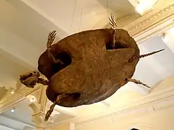 Stupendemys geographicus