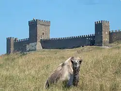 Mury obronne z Zamkiem Konsula (pośrodku). Na pierwszym planie wielbłąd, który jest jedną z atrakcji twierdzy