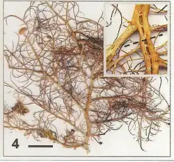 rodzaj lichenizowanych grzybów z rodziny Parmeliaceae