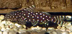 Synodontis angelica
