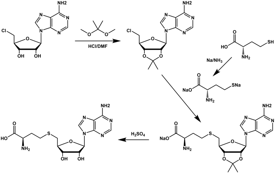 Synteza S-adenozylohomocysteiny