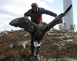 Mężczyzna prezentuje martwego, dorosłego bielika, znalezionego pod elektrownią wiatrową. W tle pylon elektrowni wiatrowej.