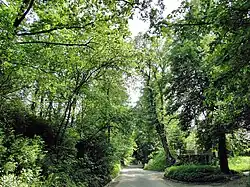 Porośnięta starodrzewem ul. Mostowa