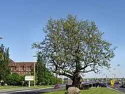 Platan klonolistny przy Trasie Zamkowej