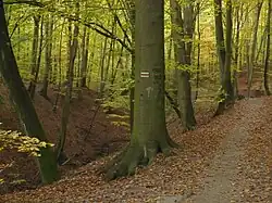 Szlak w okolicach Podbórza