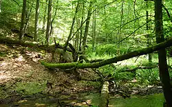 Rezerwat „Diabli Skok" nieopodal wsi Szwecja.