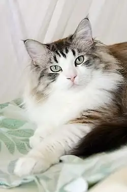 Tajeschidolls Beren of LoveLorien, Ragdoll będący pointem tonkijskim, o umaszczeniu lynx bicolor