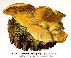 Paxillus acheruntius var. panuoides (M.&nbsp;Edmund, 1905)