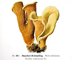 Paxillus acheruntius (M.&nbsp;Edmund, 1905)