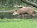 Tapir w zoo w Hamburgu