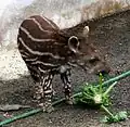 Młody tapir w maskującym ubarwieniu