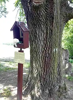 Tabliczka z informacją o&nbsp;profesorze Z. Wiluszu