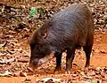 pekari białobrody
