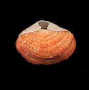 Terebratalia transversa (współczesna, wybrzeże Kalifornii)