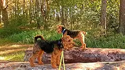 Terier walijski z ogonem kopiowanym oraz niekopiowanym