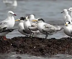 Grupa młodych w swojej pierwszej szacie – juwenalnej; Beaumaris, przedmieścia Melbourne, Wiktoria