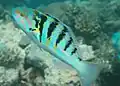 Thalassoma hardwicke