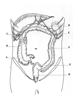 A – kątnica; B – wstępnica; C – zgięcie wątrobowe; D – poprzecznica; E – zgięcie śledzionowe; F – zstępnica; G – esica; H – odbytnica.