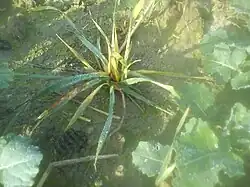 Uszkodzenie liści pszenicy ozimej w uprawie rzepaku przez substancję aktywną graminicydu chizalofop-P-etylu.