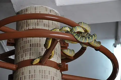 Wąż Tropidolaemus wagleri pod sufitem świątyni (2013)