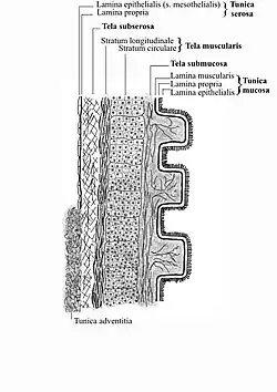 Schematyczne przedstawienie budowy ściany jelita grubego.