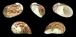 Montaż 5 zdjęć wykonanych z różnych ujęć muszli T. fluviatilis. Muszla brązowawa, w białe delikatne poprzeczne paski, z licznymi dużymi beżowymi i białymi plamami. Szczyt skorodowany – biały. Jeden wyraźny pierścień przyrostu rocznego na ostatnim skręcie, przed ujściem muszli.