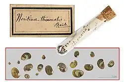 Szklana fiolka zatkana korkiem z etykietą i okazami muszli. Etykieta z podpisem „Neritina thermalis (nazwisko autora nieczytelne). Plansza ze zdjęciem 18 muszli różnych wielkości i ubarwienia