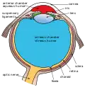 Schemat budowy anatomicznej oka. Obwódka rzęskowa (suspensory ligaments) widoczna po obu stronach soczewki (lens).