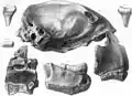 Rysunek fragmentów czaszki Thylacoleo carnifex, wykonany przez Richarda Owena (1804–1892).