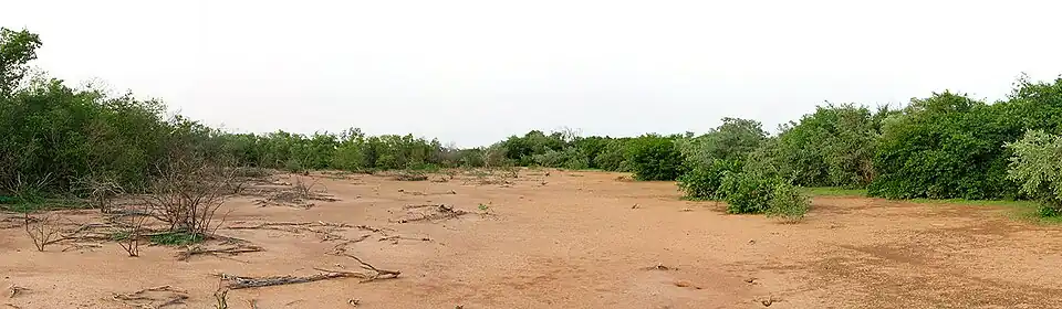 Busz na południowych krańcach Nigru