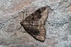 Paśnik jaskiniec (Triphosa dubitata) na ścianie jaskini