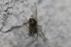 Tkaniec (Nesticus cellulanus)