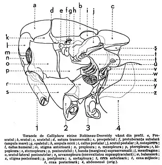 Tułów plujki. a: preskutum, b: skutum, c: tarczka, d: szew poprzeczny (skutalny), f: ampulla większa, h: ampulla mniejsza, i: guz zaskrzydłowy, j: zatarczka, k: notopleura, l: guz barkowy, m: przednia przetchlinka, n: propleura], o: mezopleura, p: pteropleura, r: hipopleura, v: squamopleura, w: przezmianka, x: tylna przetchlinka, y: postpleura, z: metapleura, 1: przednie biodro, 2: środkowe biodro, 3: tylne biodro, 4: odwłok