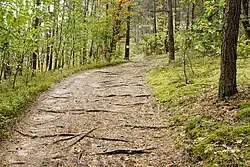 Droga na zboczu wydmy.